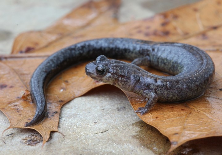 Redback Salamander